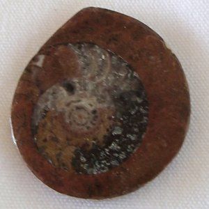 Ancient Ammonite Fossil Relic Molluscs Cephlapods Devonian Period Prehistoric